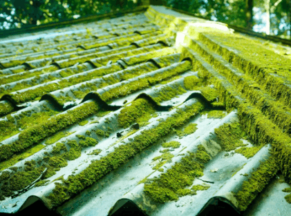 Moss And Algae Growth in roof