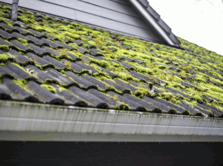 Moss Grow On Roof Tile