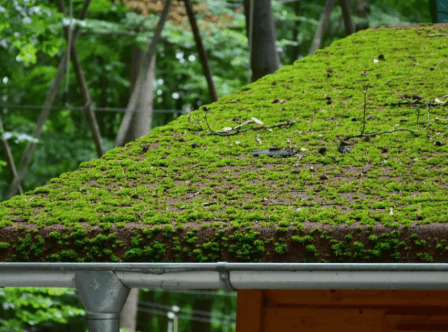 Protection Against Algae Moss And Lichen