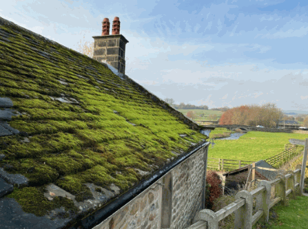 Why Should You Remove Moss From Roof Tiles